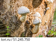 Чешуйчатка разрушающая (Pholiota populnea) или тополёвая на стволе дерева. Несъедобный гриб произрастающий в Западной Сибири. Стоковое фото, фотограф Евгений Мухортов / Фотобанк Лори