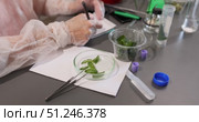Exploring Plant Properties in a Laboratory Setting for Pharmaceutical Research. Стоковое видео, видеограф Ольга Коваленко / Фотобанк Лори