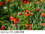 Крупным планом показаны цветущие рябчики императорские (Fritillaria imperialis) оранжевого цвета на клумбе. Стоковое фото, фотограф Кирилл Сиротюк / Фотобанк Лори