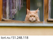 Крупный план морды большого пушистого кота мейн-куна, который выглядывает на улицу. Стоковое фото, фотограф Кирилл Сиротюк / Фотобанк Лори