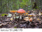 Fly agaric mushrooms growing in autumn forest. Стоковое фото, фотограф Дмитрий Цветков / Фотобанк Лори