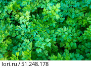 Fresh parsley growing in garden creates vibrant green background. Стоковое фото, фотограф Дмитрий Цветков / Фотобанк Лори