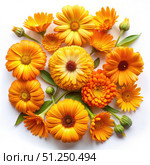 Top View of Vibrant Orange Calendula Flowers Arranged in a Circle on White Background. Generative AI. Стоковое AI-изображение, AI-художник Roman Zavorotny / Фотобанк Лори
