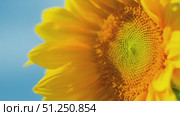 Sunflower against the background of a blue sky with clouds. Стоковое видео, видеограф Артем Шадрин / Фотобанк Лори