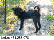 Belgian griffon puppy standing on a path in the garden in the sun. Стоковое фото, фотограф Васильева Юлия / Фотобанк Лори
