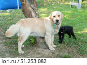 Golden Retriever puppy and belgian griffon dog playing together in the garden. Стоковое фото, фотограф Васильева Юлия / Фотобанк Лори