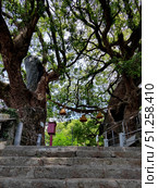 Nagasaki, Japan - May 12, 2025. Giant Camphor Trees at Sanno Shrine Entrance. Стоковое фото, фотограф Константин Никитеев / Фотобанк Лори