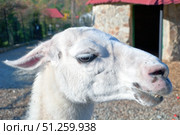 Портрет красивой ламы в зоопарке. Portrait of a beautiful llama at the zoo. Стоковое фото, фотограф Татьяна Д / Фотобанк Лори