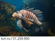 Подводное изображение кораллового рифа и тропических рыб Underwater image of coral reef and tropical fishes. Стоковое фото, фотограф Татьяна Д / Фотобанк Лори