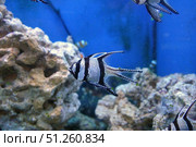Подводное изображение кораллового рифа и тропических рыб Underwater image of coral reef and tropical fishes. Стоковое фото, фотограф Татьяна Д / Фотобанк Лори