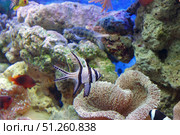Подводное изображение кораллового рифа и тропических рыб Underwater image of coral reef and tropical fishes. Стоковое фото, фотограф Татьяна Д / Фотобанк Лори