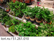 Moscow, Russia – August 29, 2025: Arabica coffee potted plant at local supermarket. Shopping for houseplants. Редакционное фото, фотограф Оксана Чаюн / Фотобанк Лори