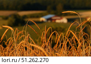 Close-up ears of wheat on field with farm on blurred background. Стоковое фото, фотограф Sergakoff / Фотобанк Лори
