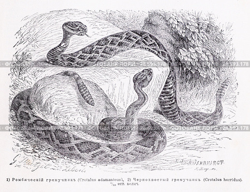 1.Ромбический гремучник (Crotalus adamanteus) 2. Чернохвостый гремучник (Crotalus horridus) - рисунок  из книги А. Брэма "Жизнь животных" 1896 г. Стоковая иллюстрация, иллюстратор Вера Смолянинова / Фотобанк Лори