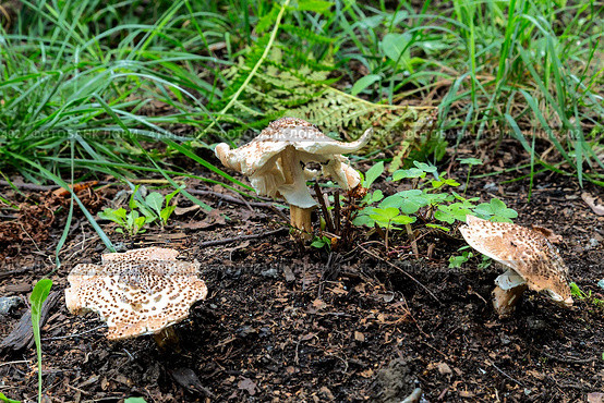 3 гриба Эхинодермы шершавой  (Echinoderma asperum) или Лепиоты шероховатой в лесу. Стоковое фото, фотограф Наталья Волкова / Фотобанк Лори