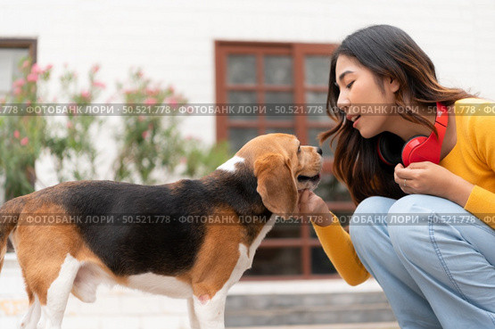 A beagle dog drinking water after running around the house with the owner until exhausted and tired. Стоковое фото, агентство Ingram Publishing / Фотобанк Лори