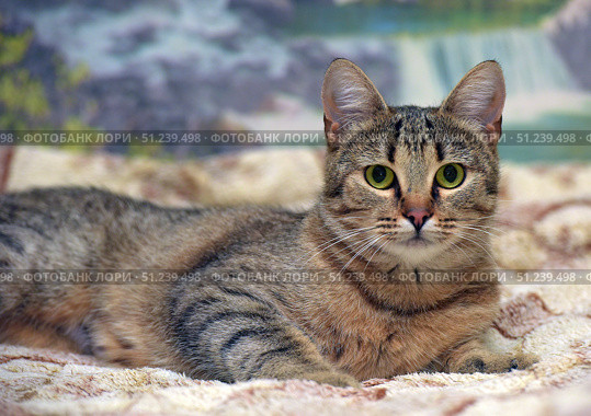 A beautiful domestic cat with expressive green eyes and a tabby tiger coat. The animal is lying on a blanket, and in the background you can see a landscape with a waterfall, which creates a cozy and calm atmosphere. The cat looks healthy and well-groomed, its fur is thick and soft. The pet's gaze is directed straight at the camera, which gives the pictures a lively look and makes them suitable for use on zoothematic sites, in articles about pets, in advertising pet food and accessories, as well as in materials about charity shelters and animal care. Стоковое фото, фотограф Анна Кривицкая / Фотобанк Лори