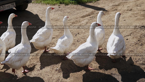 A beautiful line of white geese gracefully walking together on a peaceful farm setting. Стоковое фото, фотограф David Kashakhi / Фотобанк Лори