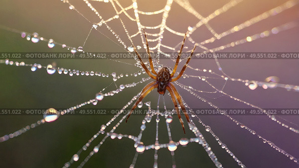 A beautiful spider and a web decorated with dew drops that shimmer in the sun, creating a glow effect. The background of the image is blurred, in a warm golden pink color scheme. Стоковое AI-изображение, AI-художник Photojuli / Фотобанк Лори