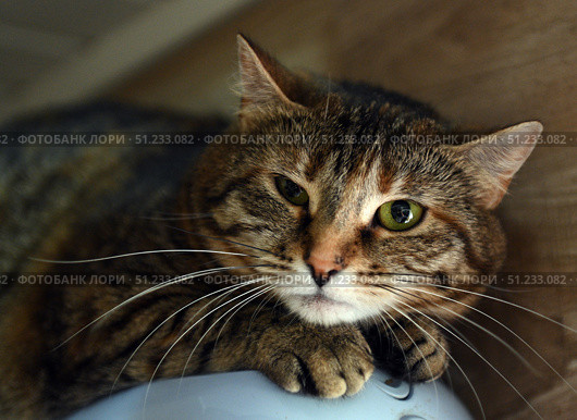 A beautiful tabby cat with expressive green eyes, lying on a surface and looking straight at the camera. The close-up allows you to see in detail her soft fur, symmetrical pattern on her face and long white whiskers. The animal looks relaxed but attentive, conveying a sense of calm and home comfort. The background is softly darkened, which focuses attention on the cat. Great for themes: pets, comfort, care, veterinary, animal portraits, shelter and rescue. Стоковое фото, фотограф Анна Кривицкая / Фотобанк Лори