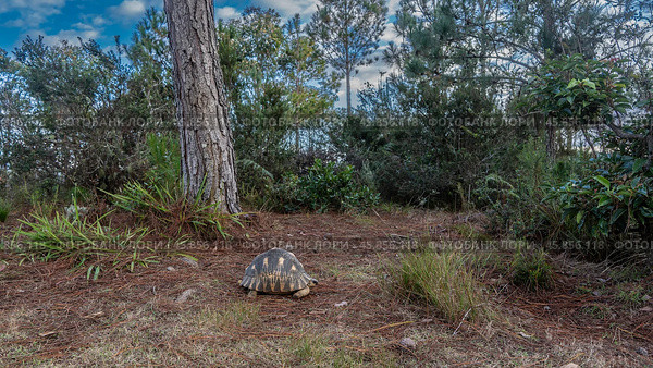 A beautiful turtle Astrochelys radiata, endemic to Madagascar, walking. The soil is strewn with dry fallen coniferous needles. Trees against the blue sky and clouds. Lemur Island. Nosy Soa Park (2023 год). Стоковое фото, фотограф Вера Ивановна Кубарева / Фотобанк Лори