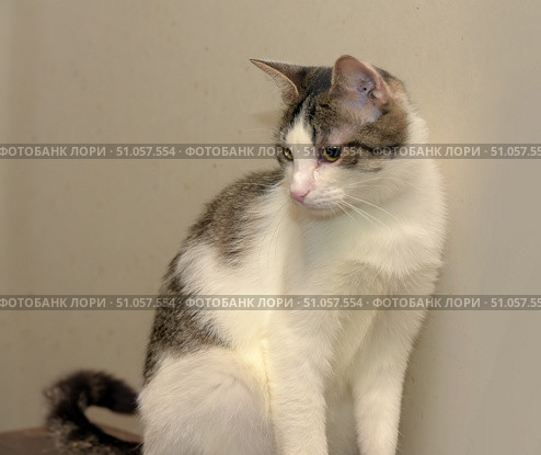 A beautiful white and gray domestic cat with expressive green eyes sits leaning against a light wall. The soft white fur is harmoniously combined with gray and brown stripes on the back and head. The cat looks thoughtful, slightly bowing its head and looking down. Its gentle and calm character is guessed by its relaxed posture and soft expression on its face. The background is neutral, which emphasizes the grace and sophistication of the animal. Стоковое фото, фотограф Анна Кривицкая / Фотобанк Лори