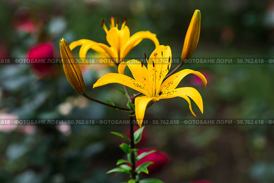 A beautiful yellow garden Asian lily on a sunny day. Стоковое фото, фотограф Photojuli / Фотобанк Лори