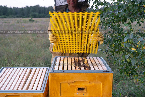 A beekeeper, a woman in a protective suit against bee stings, installs a separation grate in the hive. Beekeeping, care of the hive. Стоковое фото, фотограф Ольга Симонова / Фотобанк Лори