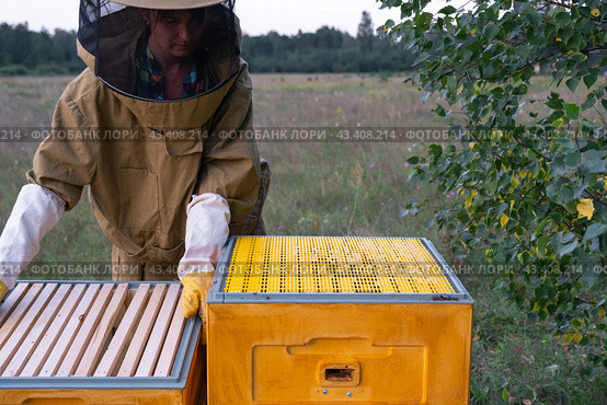 A beekeeper, a woman in a protective suit against bee stings, installs a separation grate in the hive. Beekeeping, care of the hive. Стоковое фото, фотограф Ольга Симонова / Фотобанк Лори
