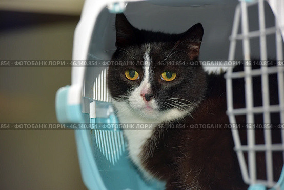 A black and white cat with big yellow eyes, sitting inside a carrier. His gaze seems wary, perhaps he is worried about the trip or just does not understand what is happening. The cat has a symmetrical coloring - black fur on his head and body, and a white muzzle, chest and part of his paws.The carrier is made in white and blue tones, its door is open, which can mean that the cat is preparing to go out or, on the contrary, does not want to go out. He sits deep inside, but looks directly at the camera, which creates a feeling of careful observation.The surroundings look sterile, perhaps this is a veterinary clinic or an animal shelter. The light background and soft lighting highlight his smooth and well-groomed fur. Стоковое фото, фотограф Анна Кривицкая / Фотобанк Лори