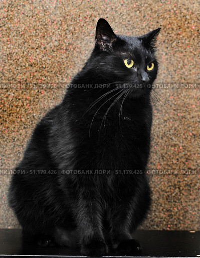A black cat with thick, shiny fur and expressive yellow eyes. The animal sits on a dark surface against a textured wall with a slight sheen and reddish specks. The cat's gaze is directed to the side, which creates a sense of concentration and mystery. Black cats are traditionally associated with mysticism, magic and elegance, which makes the image especially atmospheric. The close-up emphasizes the details of the fur and the expressiveness of the muzzle, creating a harmonious portrait of the pet. Стоковое фото, фотограф Анна Кривицкая / Фотобанк Лори