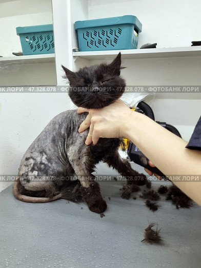 A black fluffy cat in the process of being groomed at a grooming salon. It is clear that most of his body has been clipped, but his head and front paws are still fluffy. The cat looks serious, perhaps slightly displeased, with an expression of philosophical resignation. He is being held down by a human to complete the procedure safely. Clipped fur is scattered everywhere. Стоковое фото, фотограф Анна Кривицкая / Фотобанк Лори