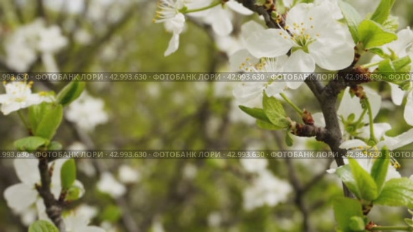 A branch of a blooming apple tree in the wind. Spring is in the city. Стоковое видео, видеограф Ярославский Максим / Фотобанк Лори