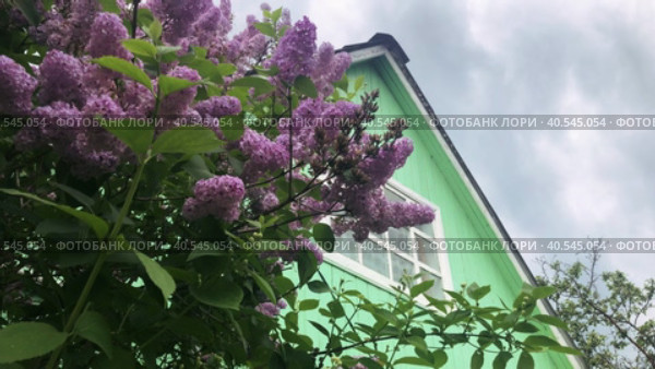 A branch of lilac swings in the wind against the background of the facade of the building and dark clouds. Spring bad weather in Russia. Стоковое видео, видеограф Ярославский Максим / Фотобанк Лори