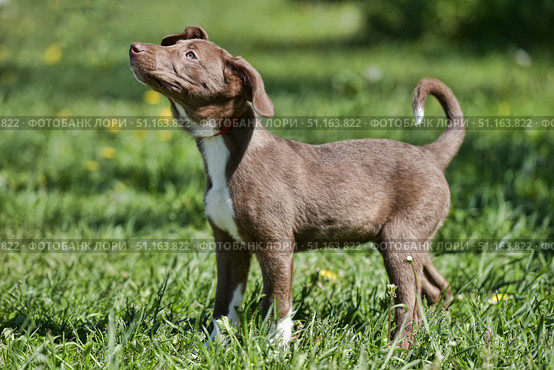 A brown puppy with white markings on his chest and paws. The puppy stands on green grass and looks up cheerfully, slightly tilting his head, which gives him a curious and playful expression. The dog has a red collar around his neck. The sunlight beautifully highlights the fur, creating a warm and lively atmosphere. The photo conveys the joy, activity and curiosity of a young dog. Стоковое фото, фотограф Анна Кривицкая / Фотобанк Лори