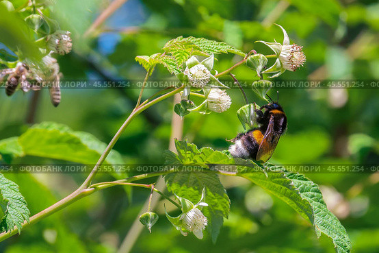 A bumblebee collects nectar from raspberry blossoms. Стоковое фото, фотограф Denis Shitikoff / Фотобанк Лори