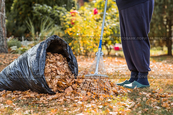 A bunch of autumn leaves and a woman is doing a general cleaning in the garden. In autumn, people clean the lawn of dry leaves. Gardening. Garden cleaning. Стоковое фото, фотограф Photojuli / Фотобанк Лори