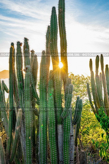 A bunch of cacti with a sun shining on them. Стоковое фото, фотограф Дмитрий Брусков / Фотобанк Лори