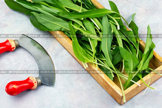 A bunch of wild onion or Ramps on the kitchen table. Ramps, green wild leeks.. Wild onion or wild garlic. Стоковое фото, агентство Ingram Publishing / Фотобанк Лори