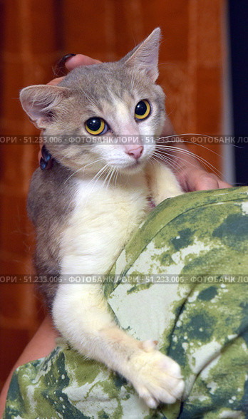 A cat with expressive large yellow-green eyes. Its fur is short, gray-beige with a white chest and paws. The animal is in the arms of a person, clinging to the shoulder and creating an atmosphere of trust and comfort. The background is softly blurred, which emphasizes the attention on the cat's face and its expressive look. The photo is perfect for the theme of pets, care, comfort, friendship between man and animal, as well as for materials on veterinary medicine and animal protection. Стоковое фото, фотограф Анна Кривицкая / Фотобанк Лори