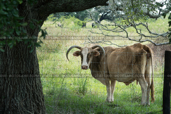 A charming cow with lowered horns stands behind a fence under a sprawling oak tree. Texas. Стоковое фото, фотограф Ирина Кожемякина / Фотобанк Лори