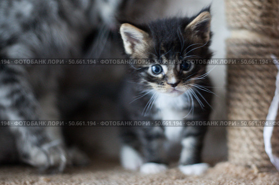 A charming Maine Coon kitten, standing on a scratching post. Стоковое фото, фотограф Роготнева Виктория / Фотобанк Лори