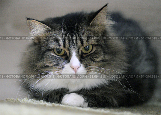 A close-up of a fluffy tabby cat with a white chest and expressive green eyes. The animal is lying calmly on the floor, its front paws are neatly folded. The background is blurred, which emphasizes the attention to the muzzle. The lighting is soft, creating a cozy and homely atmosphere. Ideal for themes about pets, coziness, caring for animals and love for cats. Стоковое фото, фотограф Анна Кривицкая / Фотобанк Лори