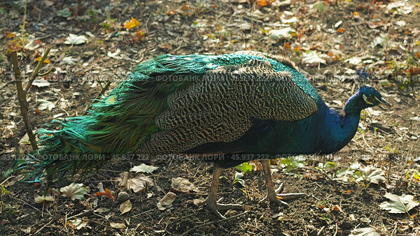 A close-up of a male peacock with vibrant blue, green, and brown plumage. The bird is walking on a bed of leaves in a park, with its tail feathers partially spread out. Стоковое фото, фотограф Воловодов Владимир / Фотобанк Лори
