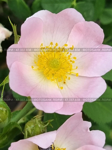 A close-up of a rose hip blossoming among green foliage. The petals are soft pink, fading to white at the base, and in the center are bright yellow stamens surrounding a green stigma. The flower looks fresh and perfectly symmetrical, symbolizing natural harmony. Below in the frame, another flower is partially visible, with a beetle hiding in it. Around it are green buds preparing to bloom soon. This frame is the embodiment of the beginning of summer, grace and power of nature. Стоковое фото, фотограф Анна Кривицкая / Фотобанк Лори