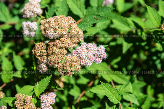 A close-up of a spirea branch with delicate pink blossoms and dried brown flowers, highlighting intricate details and textures of the petals and leaves. Стоковое фото, фотограф Татьяна Терехина / Фотобанк Лори