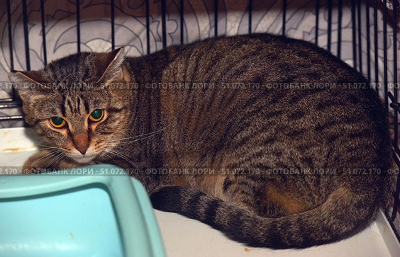 A close-up of a wary tabby cat sitting in a cage. The cat is curled up with its ears flattened and its paws tucked tightly under its body, indicating anxiety or mistrust. The fur is short and thick, with a bright brown-gray tabby pattern and dark stripes down its back and tail. The eyes are large and amber-colored, looking straight at the camera. The corner of a light blue plastic container is visible in the foreground, and behind the cat are the metal bars of the cage and a background pattern. The scene conveys the atmosphere of a shelter or temporary animal shelter, and highlights the character and personality of the cat. Стоковое фото, фотограф Анна Кривицкая / Фотобанк Лори