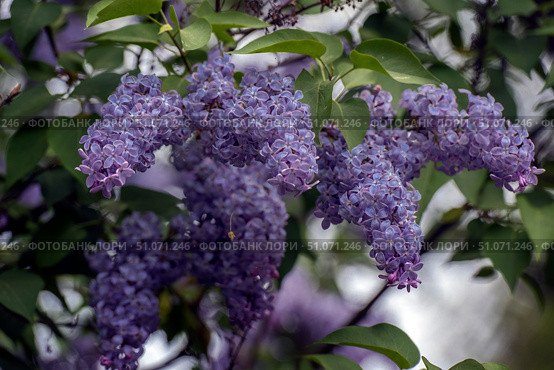 A close-up of blooming lilacs with delicate purple flowers against a background of green leaves and soft bokeh. Lush clusters of small fragrant flowers convey the atmosphere of spring and freshness. The light softly illuminates the petals, emphasizing their translucent texture and smooth shades from lavender to lilac. The background is slightly blurred, which creates the effect of depth and highlights the main details of the composition. Стоковое фото, фотограф Анна Кривицкая / Фотобанк Лори