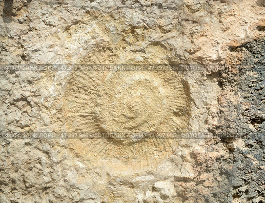 A close-up view of a rock face reveals a fossil imprint, likely a spiral-shaped ammonite, embedded within the light beige and tan rock. Стоковое фото, фотограф Елена  Попкова / Фотобанк Лори