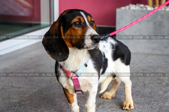 A cute brown and white dog is walking on a pink leash today. Стоковое фото, фотограф Аксенова Вера / Фотобанк Лори
